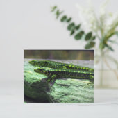 Carte Postale Otago Skink (Debout devant)