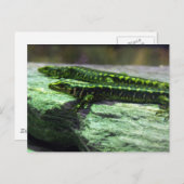 Carte Postale Otago Skink (Devant / Derrière)