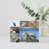 Carte Postale otarie des galapagas (Debout devant)