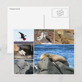 Carte Postale otarie des galapagas (Devant / Derrière)