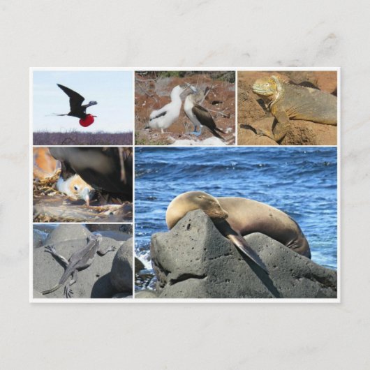 Carte Postale otarie des galapagas (Devant)