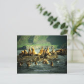 Carte Postale Otaries de l'île d'Amak (Debout devant)