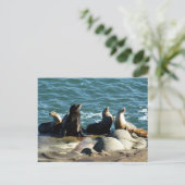 Carte Postale Otaries de San Diego (Debout devant)