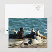 Carte Postale Otaries de San Diego (Devant / Derrière)