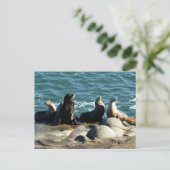 Carte Postale Otaries de San Diego (Debout devant)