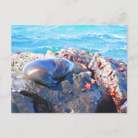 Carte Postale otaries des Galapagos crabes (Devant)