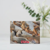 Carte Postale Otaries en Patagonie, Chili (Debout devant)