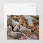 Carte Postale Otaries en Patagonie, Chili (Devant / Derrière)