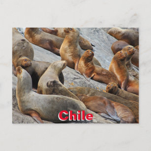 Carte Postale Otaries en Patagonie, Chili