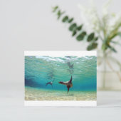 Carte Postale Otaries jouant sous l'eau des îles Galapagos (Debout devant)