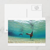 Carte Postale Otaries jouant sous l'eau des îles Galapagos (Devant / Derrière)