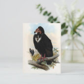 Carte Postale Otogyps Calvus. Vautour noir (Debout devant)