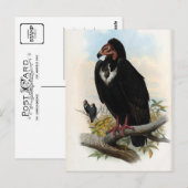 Carte Postale Otogyps Calvus. Vautour noir (Devant / Derrière)