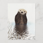 Carte Postale Otter (Devant)