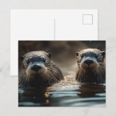 Carte Postale Otter (Devant / Derrière)