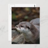 Carte Postale Otter (Devant / Derrière)