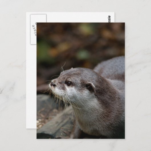 Carte Postale Otter (Devant / Derrière)