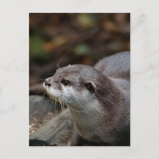 Carte Postale Otter (Devant)