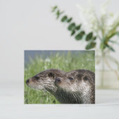 Carte postale Otter (Debout devant)