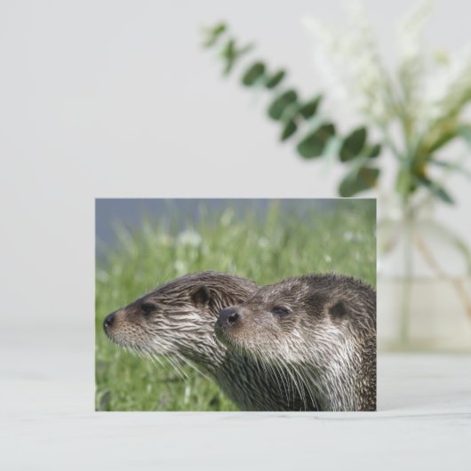 Carte postale Otter (Debout devant)