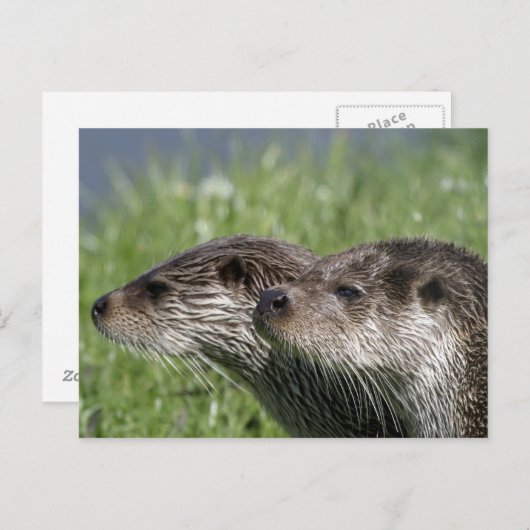 Carte postale Otter (Devant / Derrière)