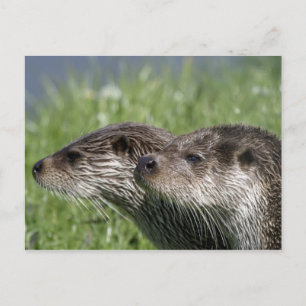 Carte postale Otter