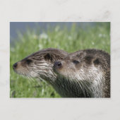 Carte postale Otter (Devant)