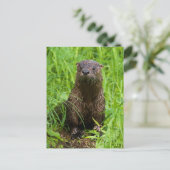 Carte Postale Otter (Debout devant)