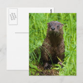 Carte Postale Otter (Devant / Derrière)