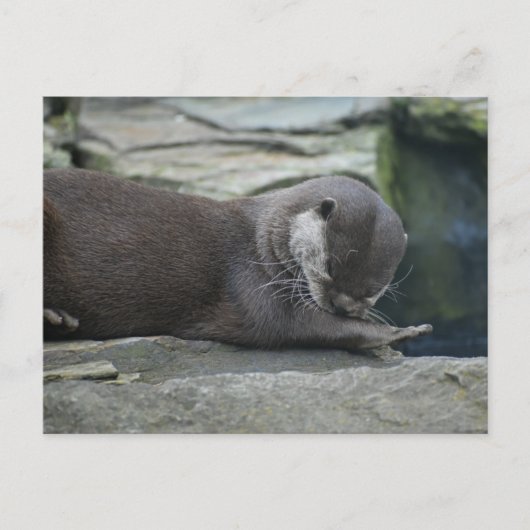 Carte Postale Otter (Devant)