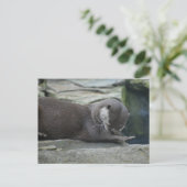 Carte Postale Otter (Debout devant)