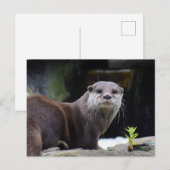 Carte Postale Otter (Devant / Derrière)
