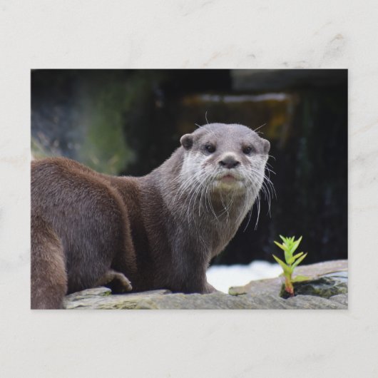 Carte Postale Otter (Devant)