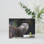 Carte Postale Otter (Debout devant)