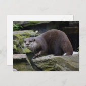 Carte Postale Otter (Devant / Derrière)