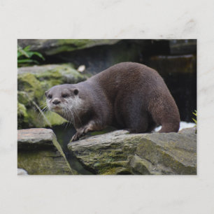 Carte Postale Otter