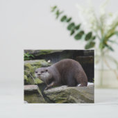 Carte Postale Otter (Debout devant)
