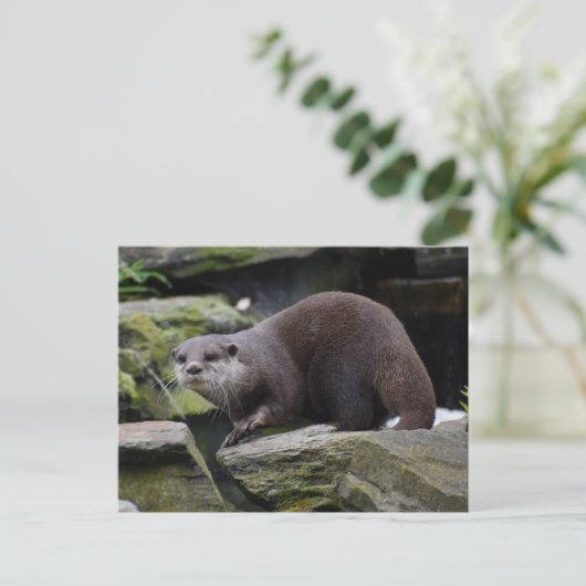 Carte Postale Otter (Debout devant)