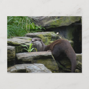 Carte Postale Otter