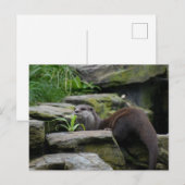 Carte Postale Otter (Devant / Derrière)