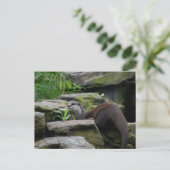 Carte Postale Otter (Debout devant)