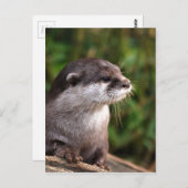 Carte Postale Otter-342 (Devant / Derrière)