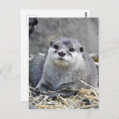 Carte Postale Otter asiatique à petite taille (Devant / Derrière)