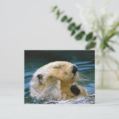 Carte Postale Otter dans la piscine (Debout devant)