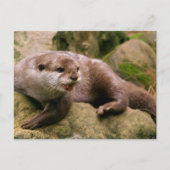 Carte postale Otter en colère (Devant)