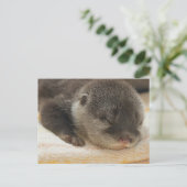 Carte Postale Otter endormi (Debout devant)