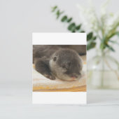 Carte Postale Otter endormi (Debout devant)