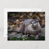 Carte Postale Otter européenne (Devant / Derrière)