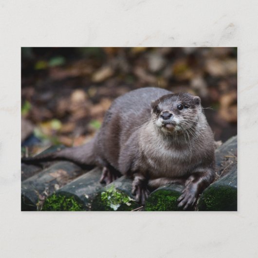 Carte Postale Otter européenne (Devant)