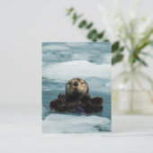 Carte Postale Otter flottante (Debout devant)